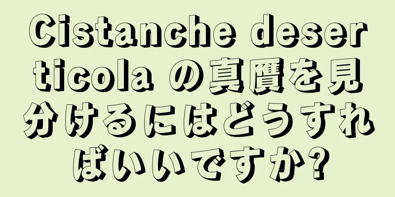 Cistanche deserticola の真贋を見分けるにはどうすればいいですか?
