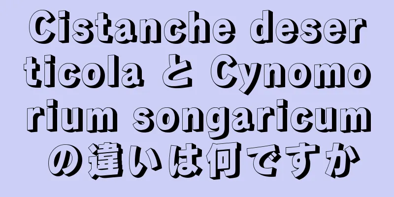 Cistanche deserticola と Cynomorium songaricum の違いは何ですか