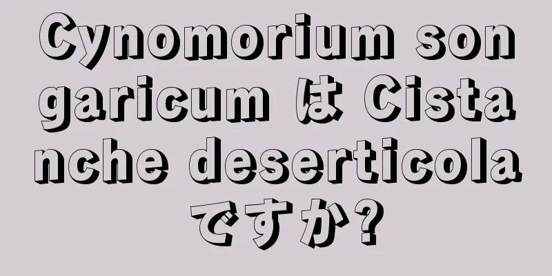 Cynomorium songaricum は Cistanche deserticola ですか?