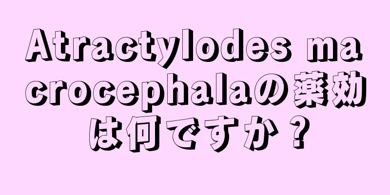 Atractylodes macrocephalaの薬効は何ですか？