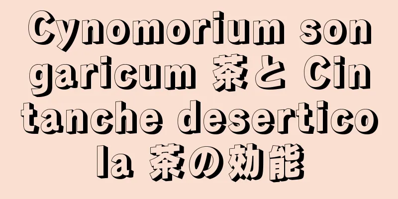 Cynomorium songaricum 茶と Cintanche deserticola 茶の効能