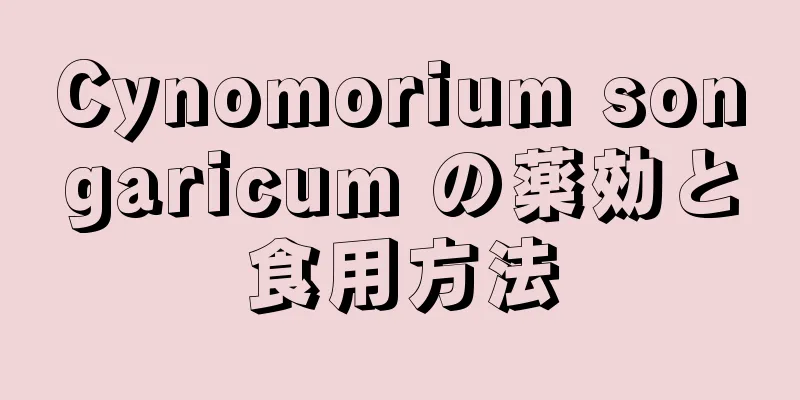 Cynomorium songaricum の薬効と食用方法