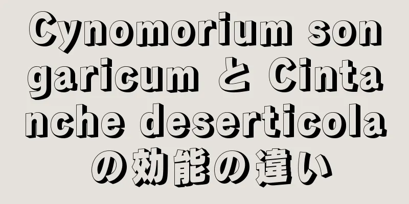 Cynomorium songaricum と Cintanche deserticola の効能の違い
