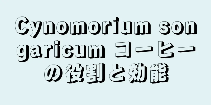 Cynomorium songaricum コーヒーの役割と効能