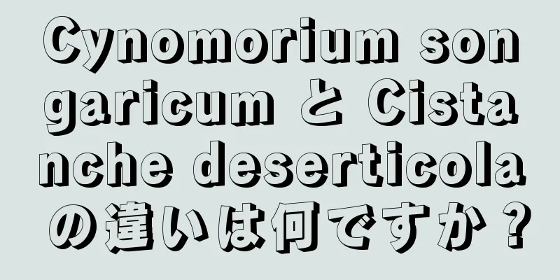 Cynomorium songaricum と Cistanche deserticola の違いは何ですか？