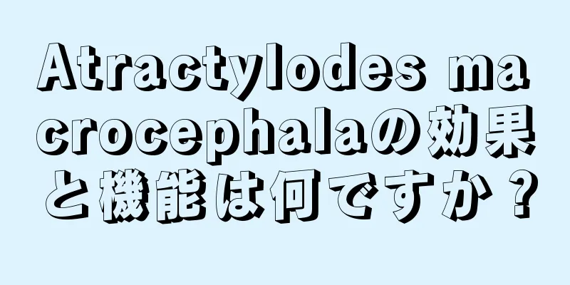 Atractylodes macrocephalaの効果と機能は何ですか？
