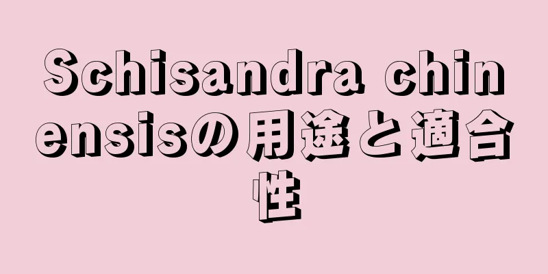 Schisandra chinensisの用途と適合性