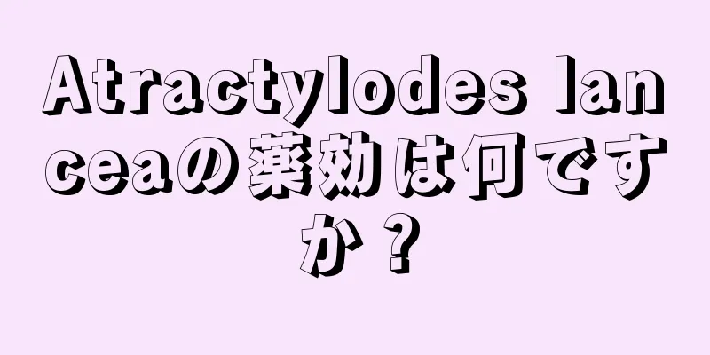 Atractylodes lanceaの薬効は何ですか？