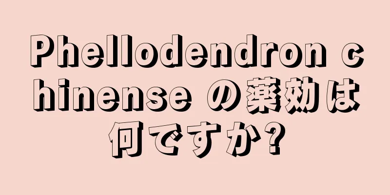 Phellodendron chinense の薬効は何ですか?