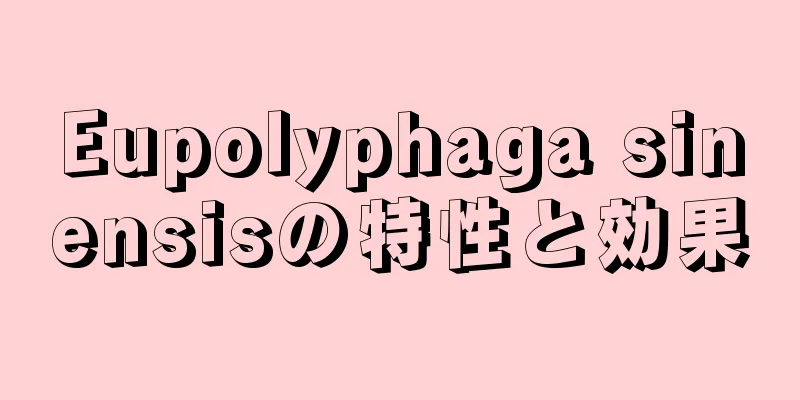 Eupolyphaga sinensisの特性と効果