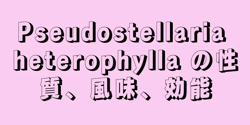 Pseudostellaria heterophylla の性質、風味、効能