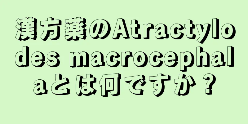 漢方薬のAtractylodes macrocephalaとは何ですか？