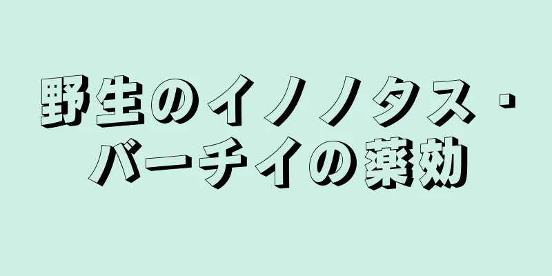 野生のイノノタス・バーチイの薬効