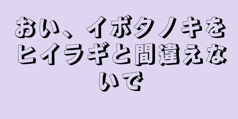 おい、イボタノキをヒイラギと間違えないで