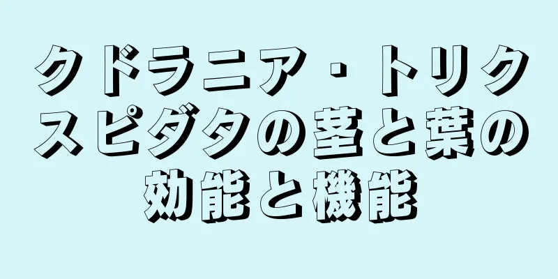 クドラニア・トリクスピダタの茎と葉の効能と機能