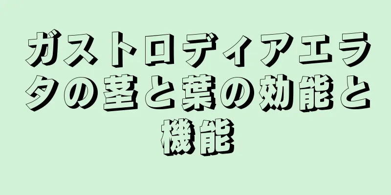 ガストロディアエラタの茎と葉の効能と機能