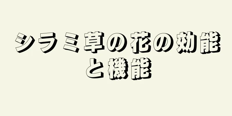 シラミ草の花の効能と機能