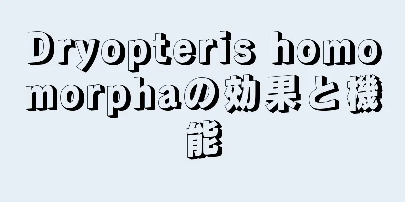 Dryopteris homomorphaの効果と機能