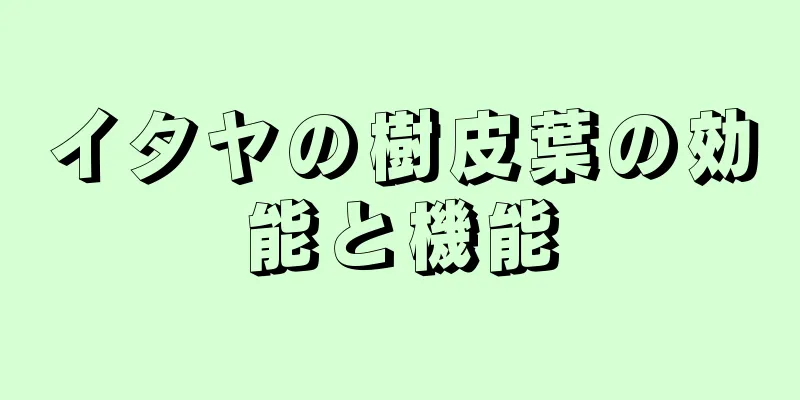 イタヤの樹皮葉の効能と機能