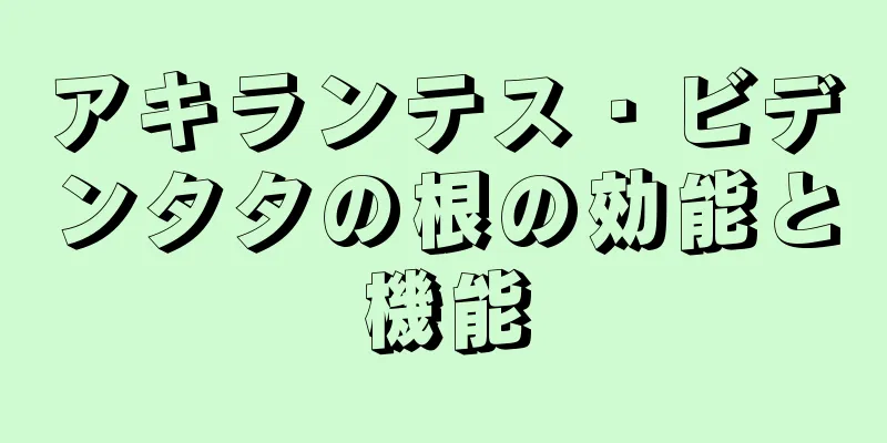 アキランテス・ビデンタタの根の効能と機能