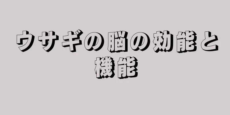 ウサギの脳の効能と機能