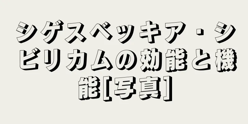 シゲスベッキア・シビリカムの効能と機能[写真]