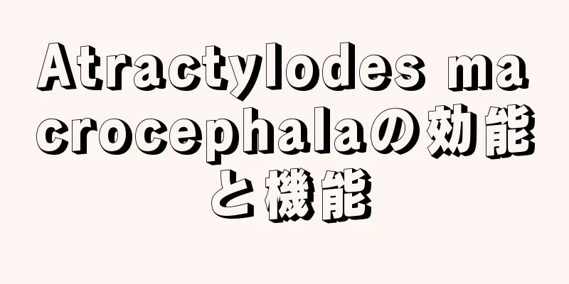 Atractylodes macrocephalaの効能と機能