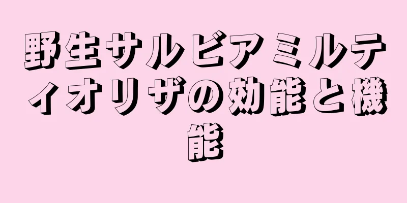 野生サルビアミルティオリザの効能と機能
