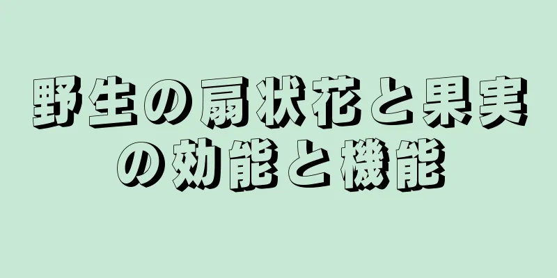 野生の扇状花と果実の効能と機能