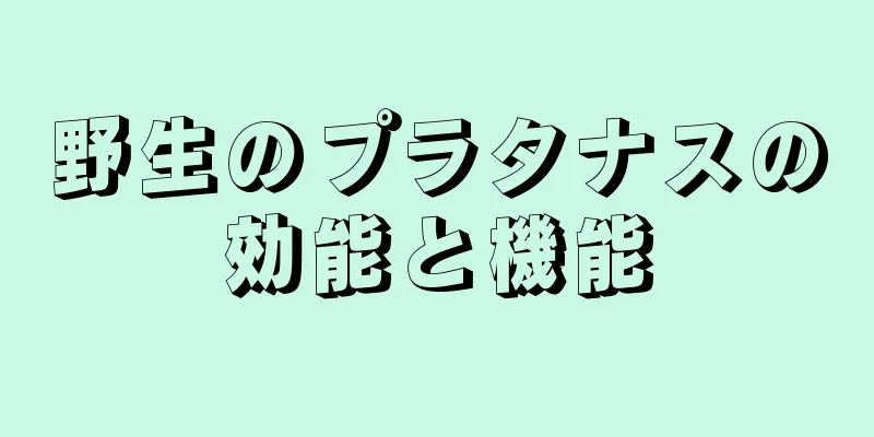 野生のプラタナスの効能と機能