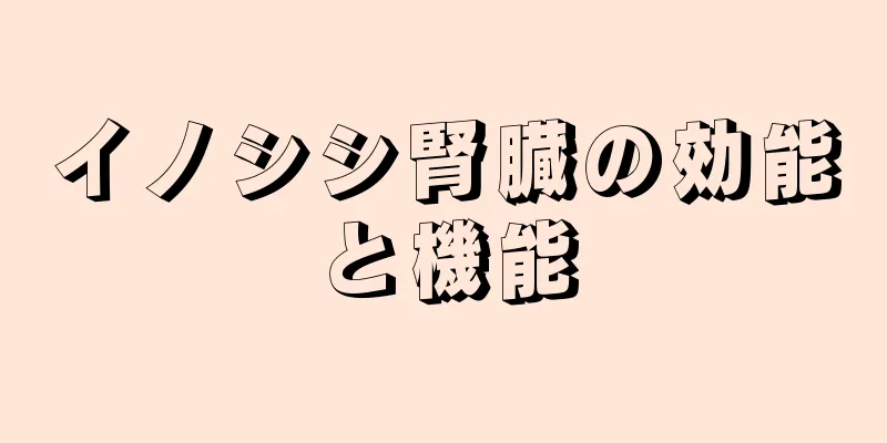 イノシシ腎臓の効能と機能