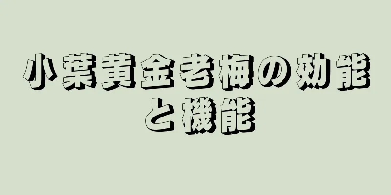 小葉黄金老梅の効能と機能