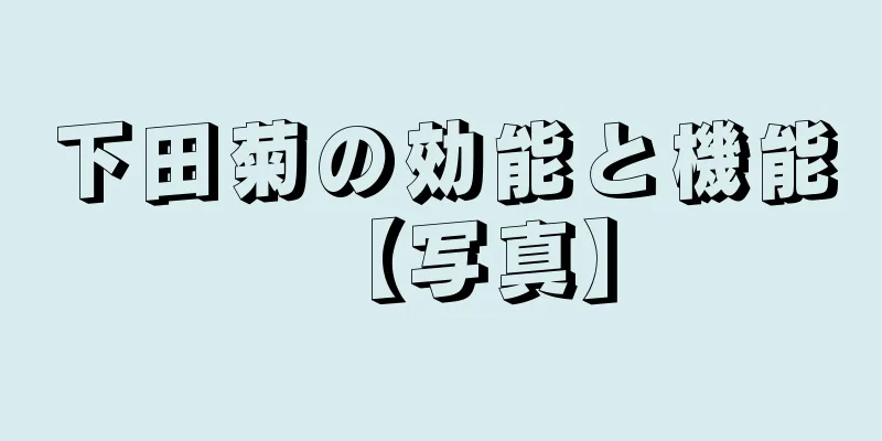 下田菊の効能と機能【写真】