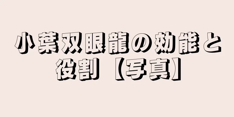 小葉双眼龍の効能と役割【写真】