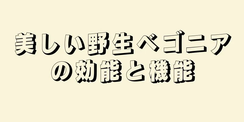 美しい野生ベゴニアの効能と機能