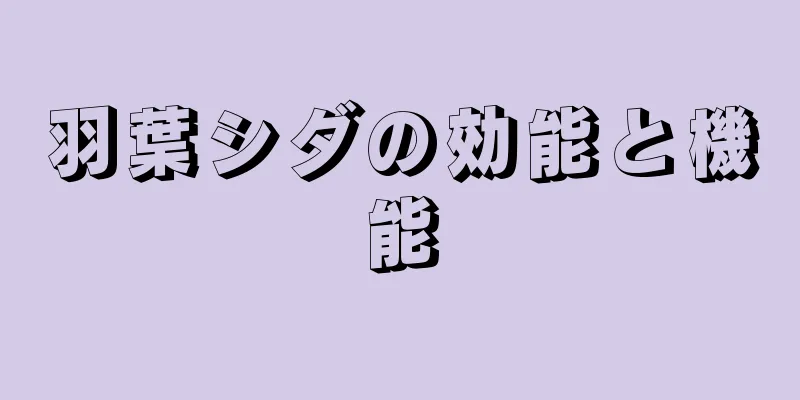 羽葉シダの効能と機能