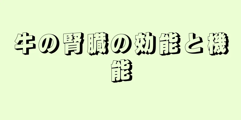 牛の腎臓の効能と機能