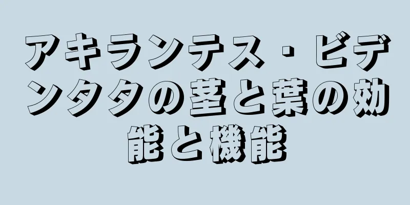 アキランテス・ビデンタタの茎と葉の効能と機能