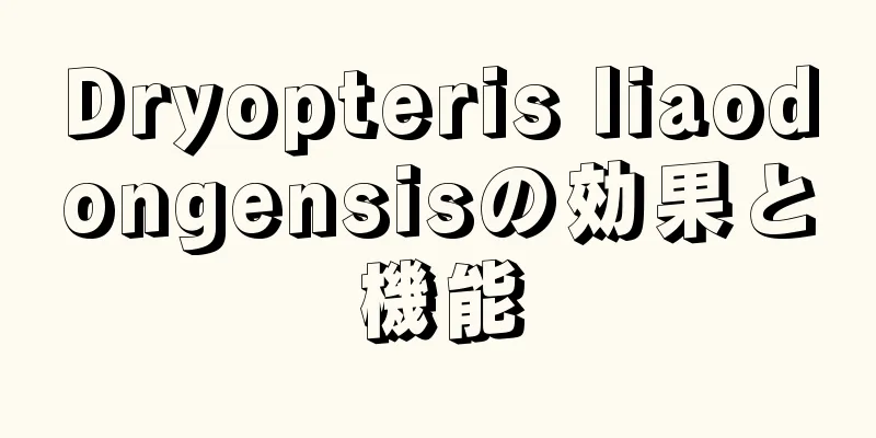 Dryopteris liaodongensisの効果と機能