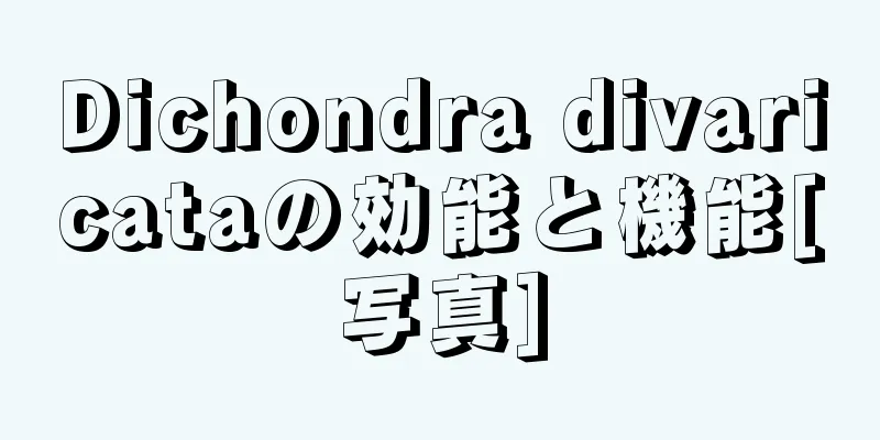 Dichondra divaricataの効能と機能[写真]