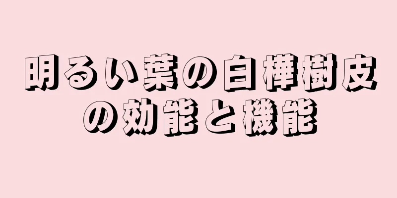 明るい葉の白樺樹皮の効能と機能