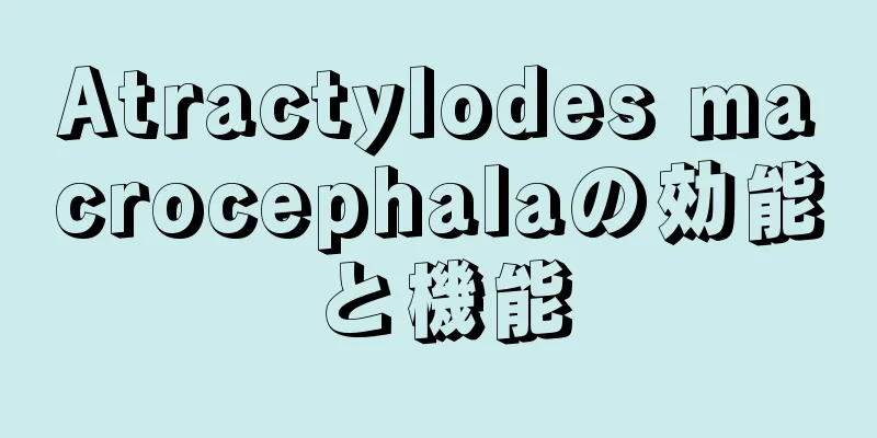 Atractylodes macrocephalaの効能と機能