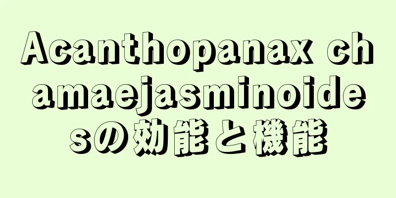 Acanthopanax chamaejasminoidesの効能と機能