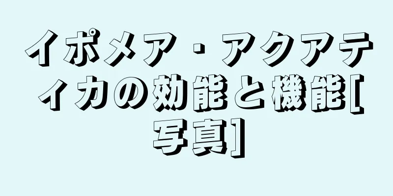 イポメア・アクアティカの効能と機能[写真]