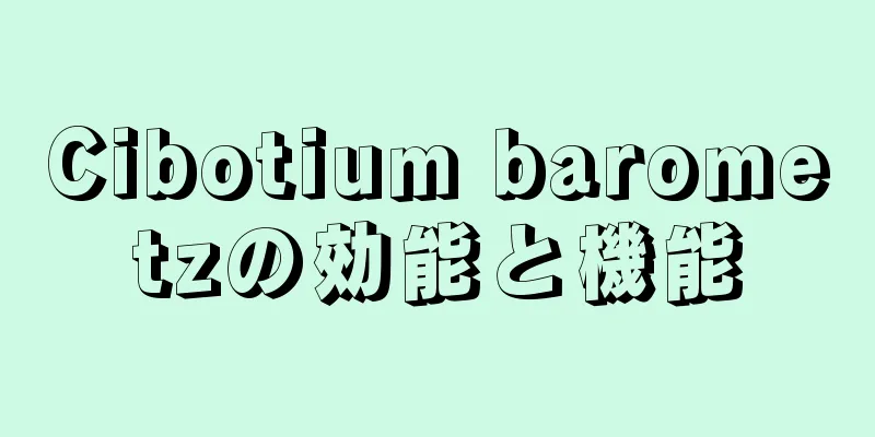Cibotium barometzの効能と機能