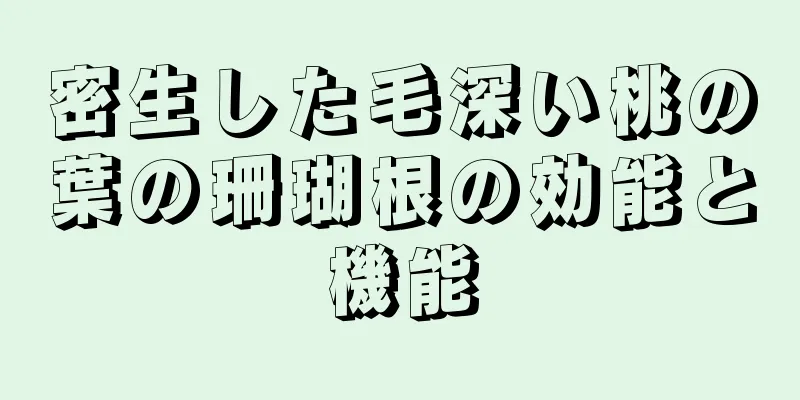 密生した毛深い桃の葉の珊瑚根の効能と機能