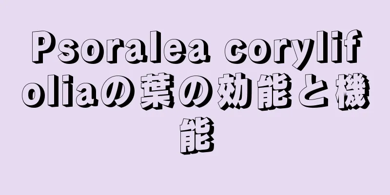 Psoralea corylifoliaの葉の効能と機能
