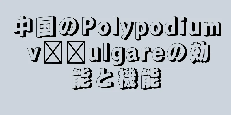 中国のPolypodium v​​ulgareの効能と機能