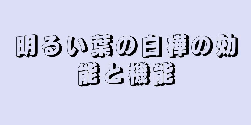 明るい葉の白樺の効能と機能