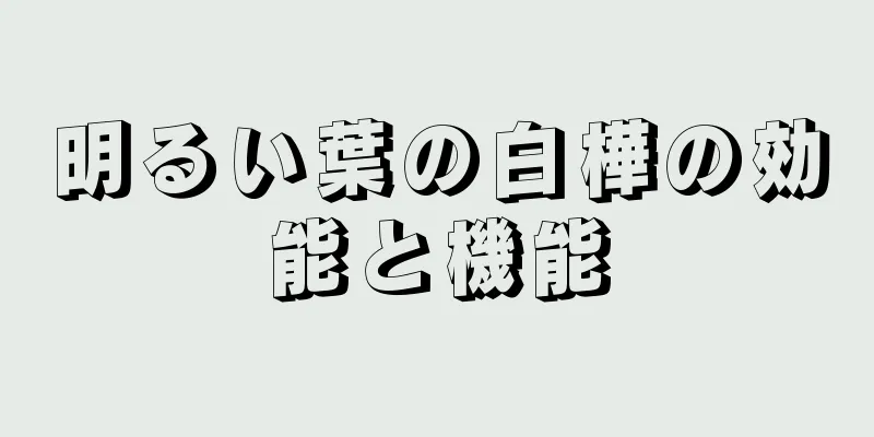 明るい葉の白樺の効能と機能